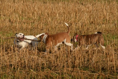 Continental Bulldogs Seeblickbulls Bilderalbum - am See am 7. Februar 2016