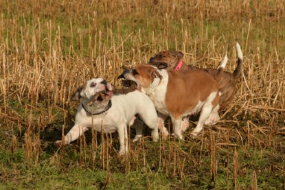 Continental Bulldogs Seeblickbulls Bilderalbum - am See am 7. Februar 2016