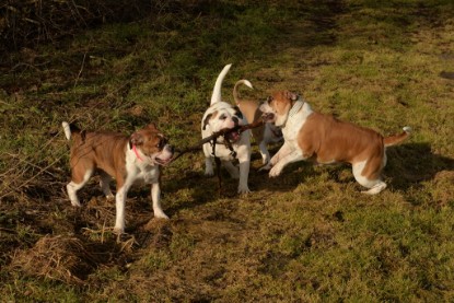 Continental Bulldogs Seeblickbulls Bilderalbum - am See am 7. Februar 2016