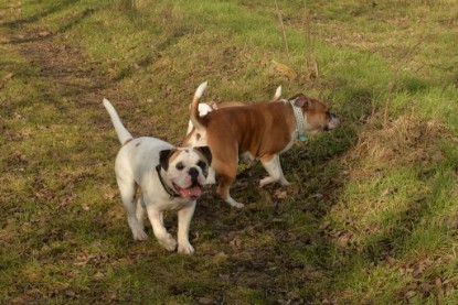 Continental Bulldogs Seeblickbulls Bilderalbum - am See am 7. Februar 2016