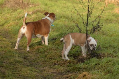 Continental Bulldogs Seeblickbulls Bilderalbum - am See am 7. Februar 2016