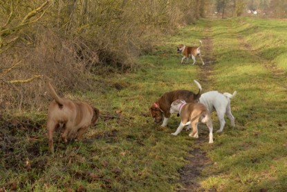 Continental Bulldogs Seeblickbulls Bilderalbum - am See am 7. Februar 2016