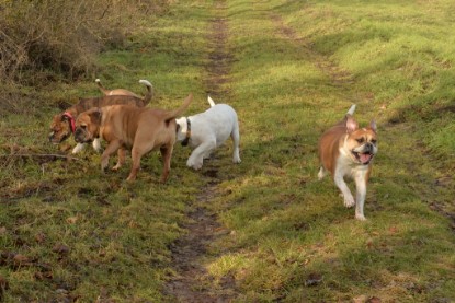 Continental Bulldogs Seeblickbulls Bilderalbum - am See am 7. Februar 2016