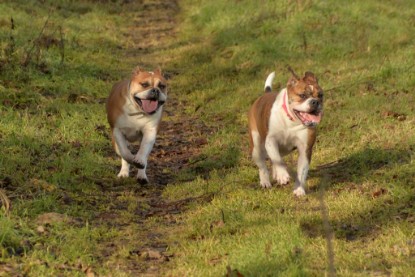 Continental Bulldogs Seeblickbulls Bilderalbum - am See am 7. Februar 2016