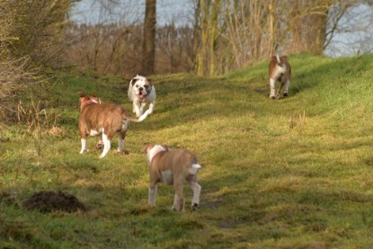 Continental Bulldogs Seeblickbulls Bilderalbum - am See am 7. Februar 2016