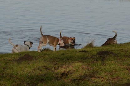 Continental Bulldogs Seeblickbulls Bilderalbum - am See am 7. Februar 2016