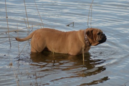 Continental Bulldogs Seeblickbulls Bilderalbum - am See am 7. Februar 2016