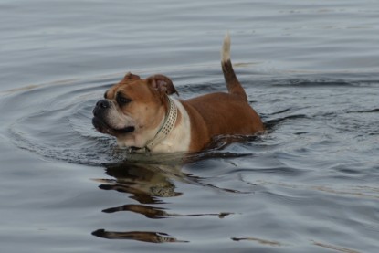 Continental Bulldogs Seeblickbulls Bilderalbum - am See am 7. Februar 2016