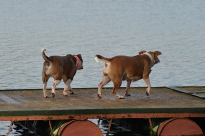 Continental Bulldogs Seeblickbulls Bilderalbum - am See am 7. Februar 2016