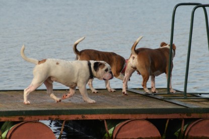 Continental Bulldogs Seeblickbulls Bilderalbum - am See am 7. Februar 2016