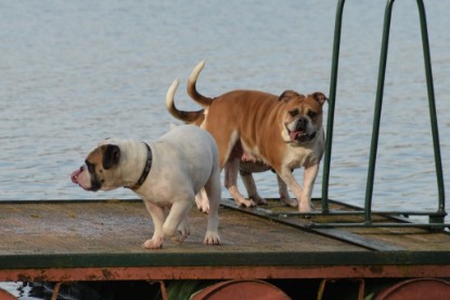 Continental Bulldogs Seeblickbulls Bilderalbum - am See am 7. Februar 2016