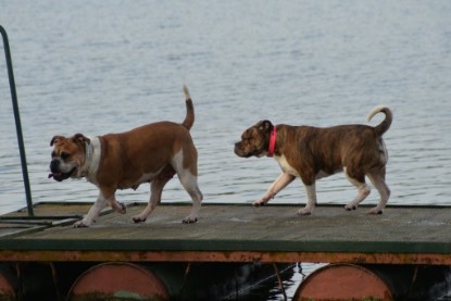 Continental Bulldogs Seeblickbulls Bilderalbum - am See am 7. Februar 2016