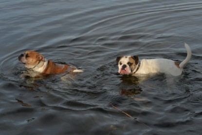 Continental Bulldogs Seeblickbulls Bilderalbum - am See am 7. Februar 2016