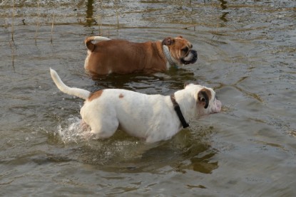 Continental Bulldogs Seeblickbulls Bilderalbum - am See am 7. Februar 2016