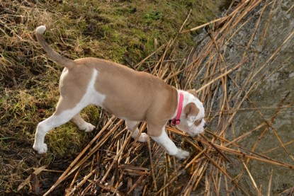 Continental Bulldogs Seeblickbulls Bilderalbum - am See am 7. Februar 2016