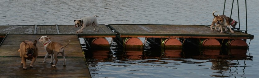 Continental Bulldogs Seeblickbulls Bilderalbum - am See am 7. Februar 2016