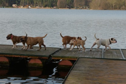 Continental Bulldogs Seeblickbulls Bilderalbum - am See am 7. Februar 2016