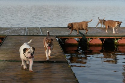 Continental Bulldogs Seeblickbulls Bilderalbum - am See am 7. Februar 2016