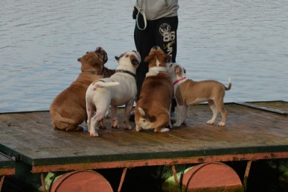 Continental Bulldogs Seeblickbulls Bilderalbum - am See am 7. Februar 2016