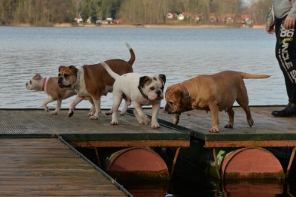 Continental Bulldogs Seeblickbulls Bilderalbum - am See am 7. Februar 2016