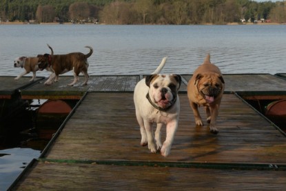 Continental Bulldogs Seeblickbulls Bilderalbum - am See am 7. Februar 2016