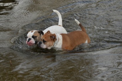 Continental Bulldogs Seeblickbulls Bilderalbum - am See am 7. Februar 2016