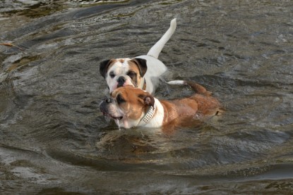 Continental Bulldogs Seeblickbulls Bilderalbum - am See am 7. Februar 2016