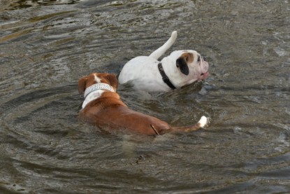 Continental Bulldogs Seeblickbulls Bilderalbum - am See am 7. Februar 2016