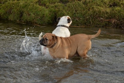 Continental Bulldogs Seeblickbulls Bilderalbum - am See am 7. Februar 2016