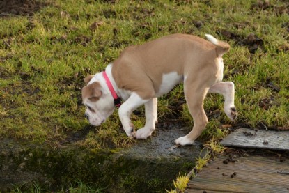 Continental Bulldogs Seeblickbulls Bilderalbum - am See am 7. Februar 2016