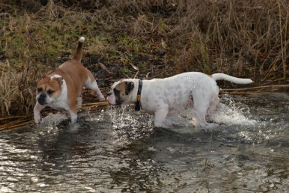 Continental Bulldogs Seeblickbulls Bilderalbum - am See am 7. Februar 2016