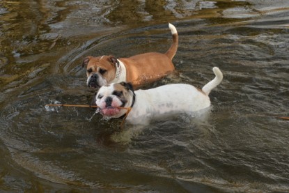 Continental Bulldogs Seeblickbulls Bilderalbum - am See am 7. Februar 2016