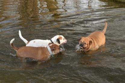 Continental Bulldogs Seeblickbulls Bilderalbum - am See am 7. Februar 2016