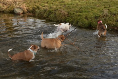 Continental Bulldogs Seeblickbulls Bilderalbum - am See am 7. Februar 2016