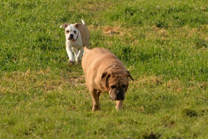 Continental Bulldogs Seeblickbulls Bilderalbum - am See am 7. Februar 2016