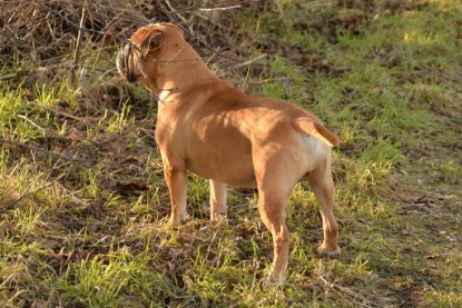 Continental Bulldogs Seeblickbulls Bilderalbum - Anfang März 2016