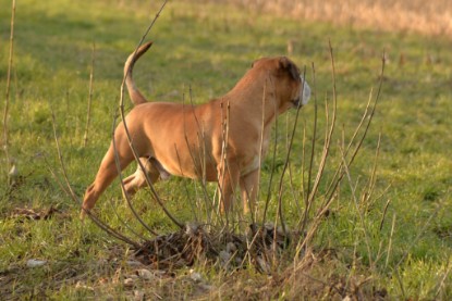 Continental Bulldogs Seeblickbulls Bilderalbum - Anfang März 2016