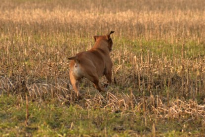 Continental Bulldogs Seeblickbulls Bilderalbum - Anfang März 2016