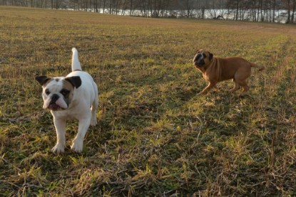 Continental Bulldogs Seeblickbulls Bilderalbum - Anfang März 2016