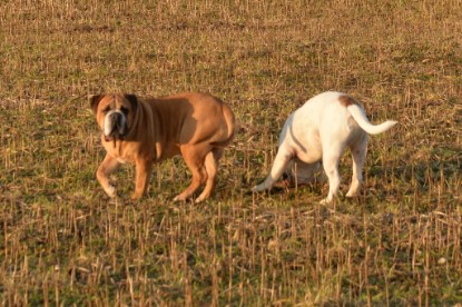 Continental Bulldogs Seeblickbulls Bilderalbum - Anfang März 2016