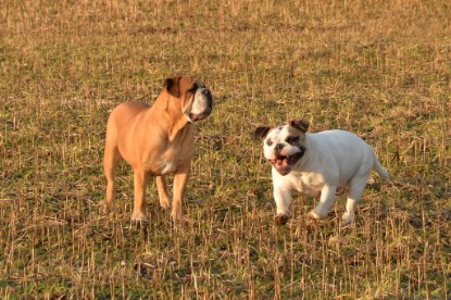 Continental Bulldogs Seeblickbulls Bilderalbum - Anfang März 2016