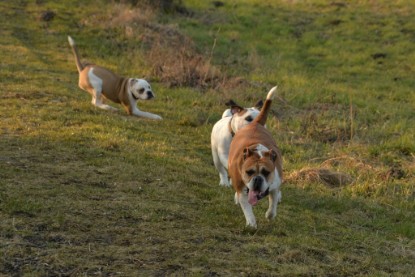 Continental Bulldogs Seeblickbulls Bilderalbum - Anfang März 2016