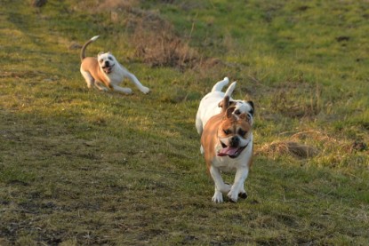 Continental Bulldogs Seeblickbulls Bilderalbum - Anfang März 2016