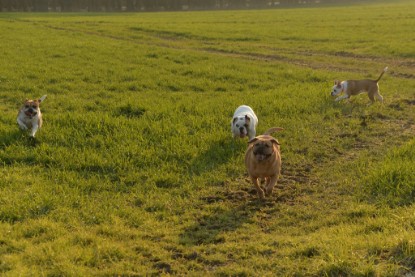 Continental Bulldogs Seeblickbulls Bilderalbum - Anfang März 2016