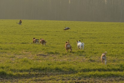 Continental Bulldogs Seeblickbulls Bilderalbum - Anfang März 2016