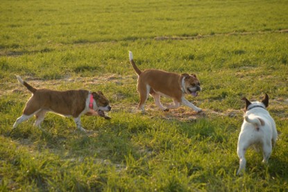 Continental Bulldogs Seeblickbulls Bilderalbum - Anfang März 2016