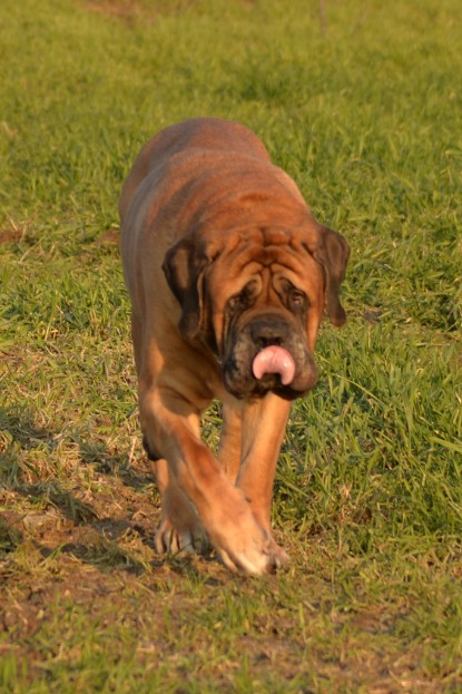 Continental Bulldogs Seeblickbulls Bilderalbum - Anfang März 2016