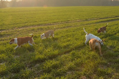 Continental Bulldogs Seeblickbulls Bilderalbum - Anfang März 2016