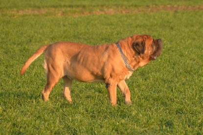 Continental Bulldogs Seeblickbulls Bilderalbum - Anfang März 2016