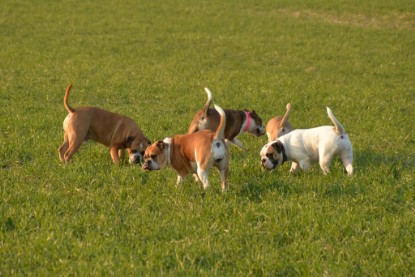 Continental Bulldogs Seeblickbulls Bilderalbum - Anfang März 2016